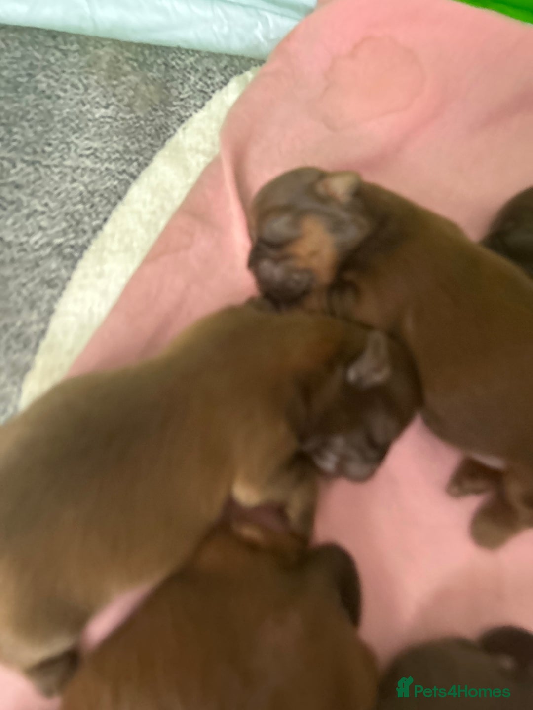 Shih Tzu dogs for sale: Imperial Shih tzu  - Image 4