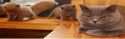 British Shorthair cats for sale: Gorgeous Pure British Shorthair Teddy Bear Kittens - Advert 8
