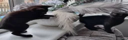 Mixed Breed cats for sale: Female kittens available  in Walsall - Advert 4