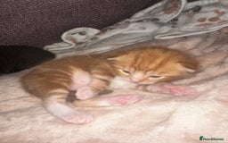 Domestic Shorthair cats for sale: Ginger kitten  - Image 3