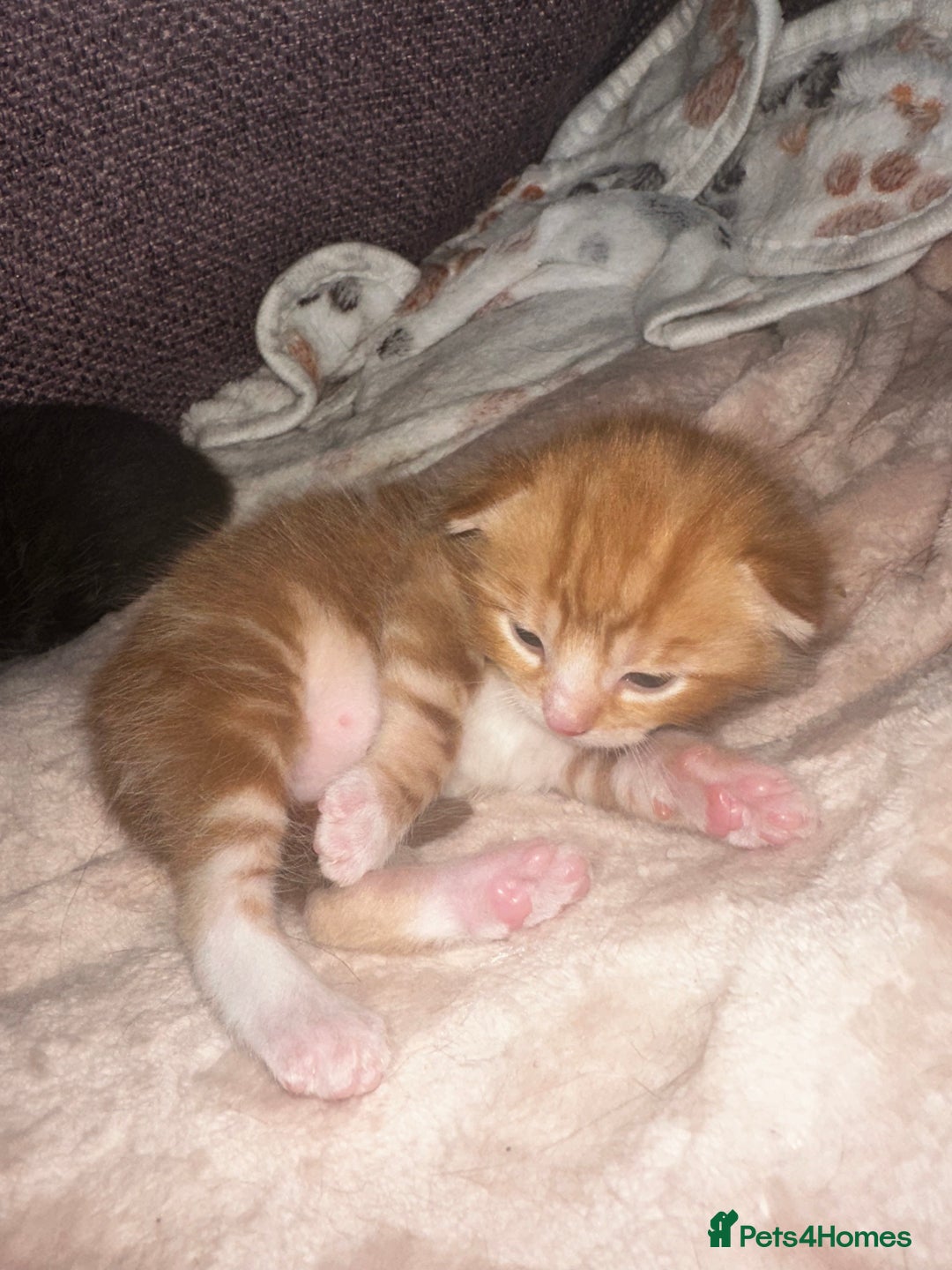Domestic Shorthair cats for sale: Ginger kitten  - Image 3