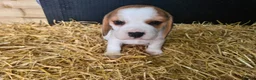 Beagle dogs for sale: Adorable Beagle Puppy  - Advert 1