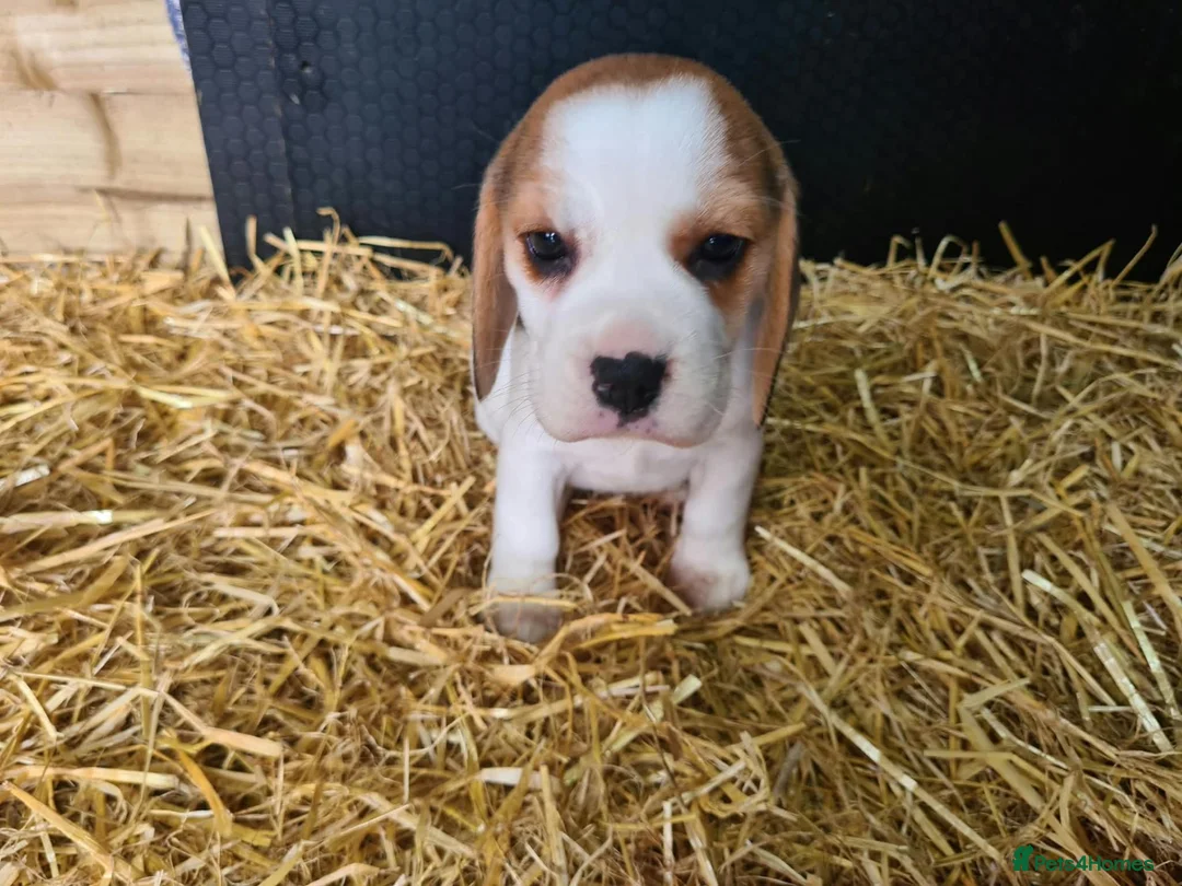 Beagle dogs for sale: Adorable Beagle Puppy  - Advert 1