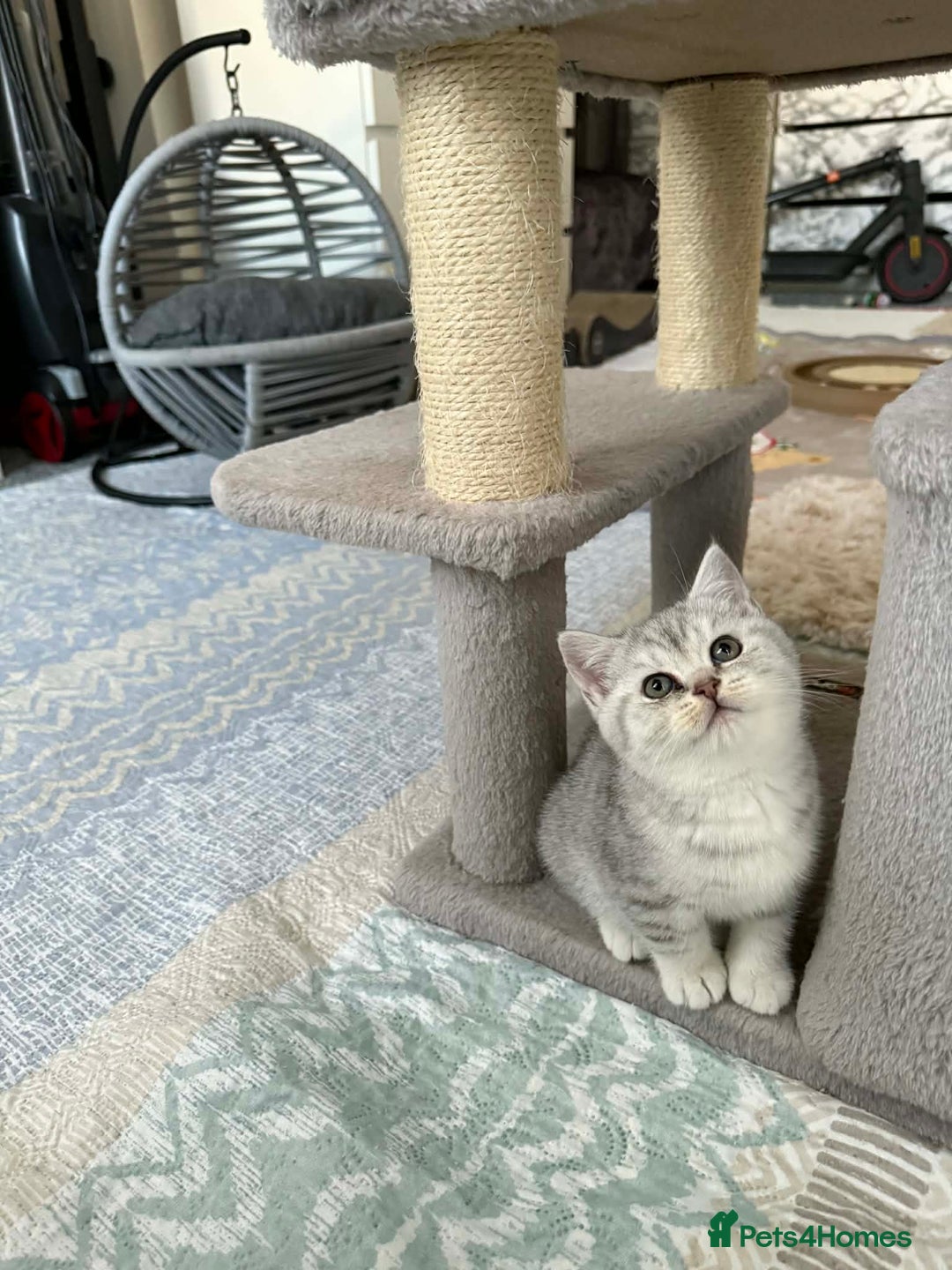 British Shorthair cats for sale: BSH kittens for sale  - Advert 5