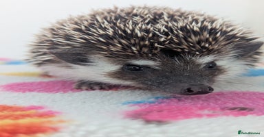 Pygmy Hedgehog rodents - Advert 5
