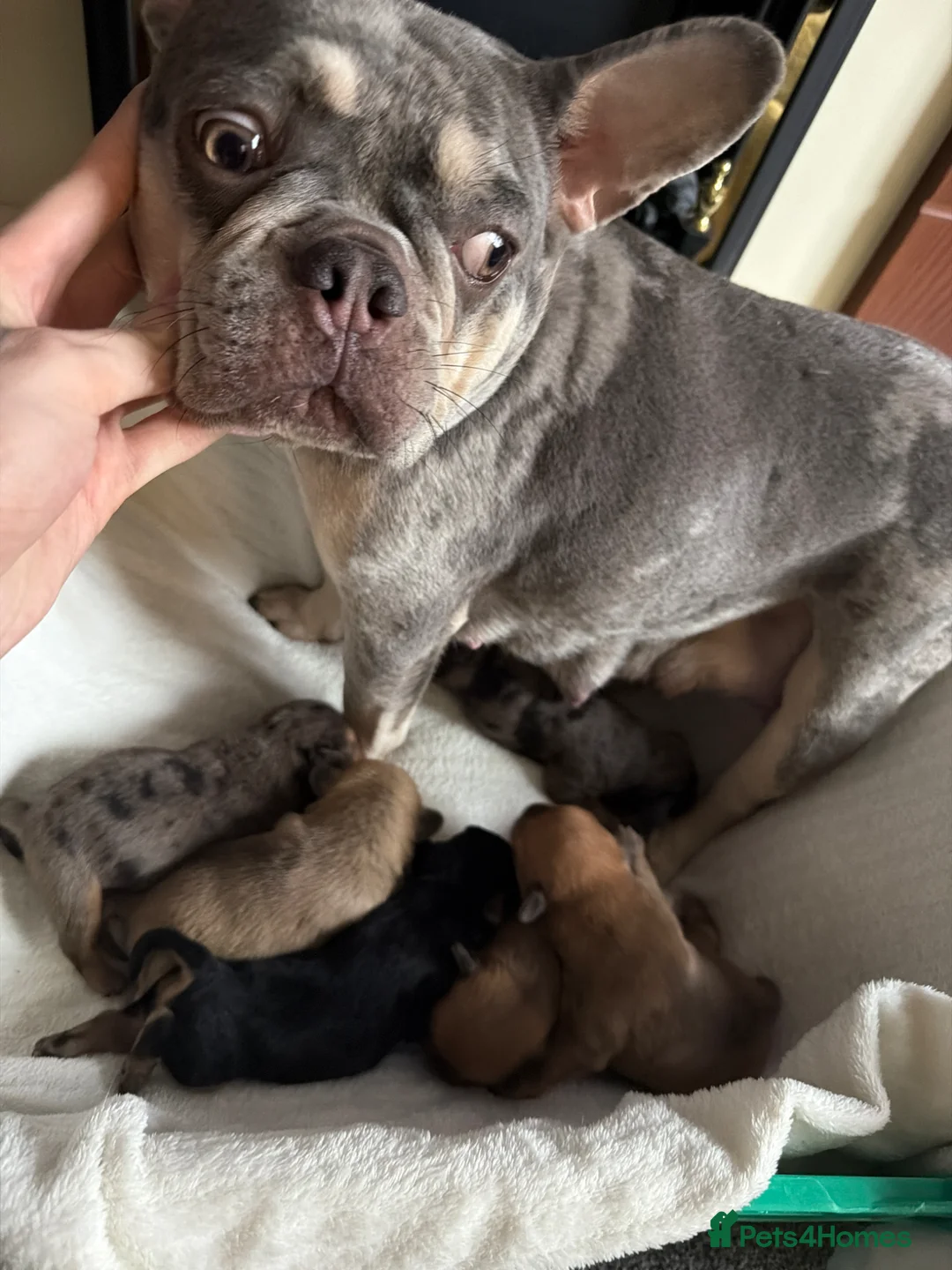 Mixed Breed dogs for sale: Frenchie cross daschund pups  - Advert 2