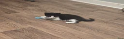 Mixed Breed cats for sale: 🐾 6 Adorable Kittens Looking for Loving Homes 🐾 - Advert 4