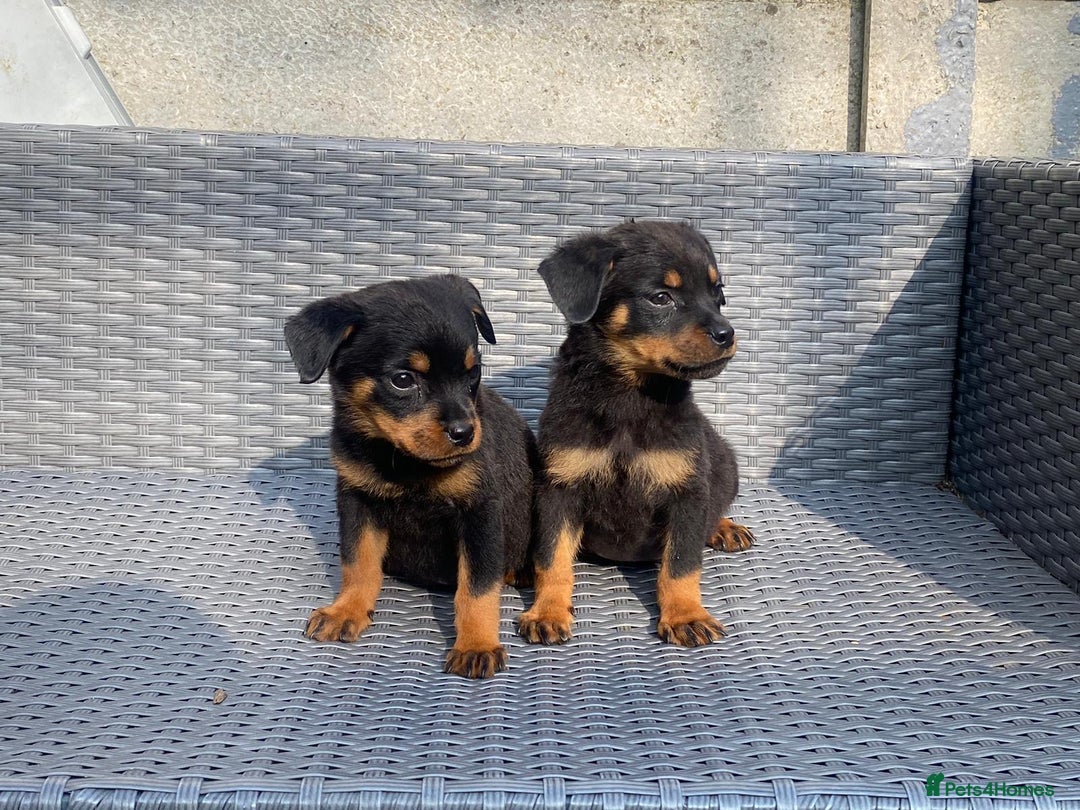 Rottweiler dogs for sale: Beautiful Rottweilers - Image 3