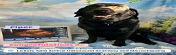 Labrador Retriever dogs for sale: KC Registered Black Labrador Puppies - Advert 1