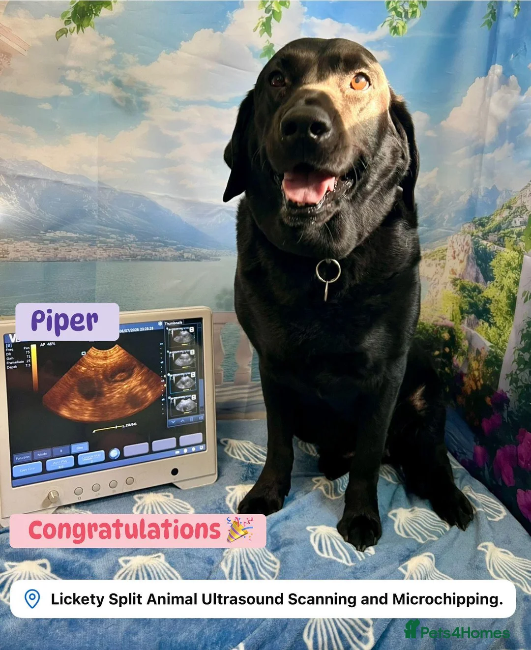 Labrador Retriever dogs for sale: KC Registered Black Labrador Puppies - Advert 1