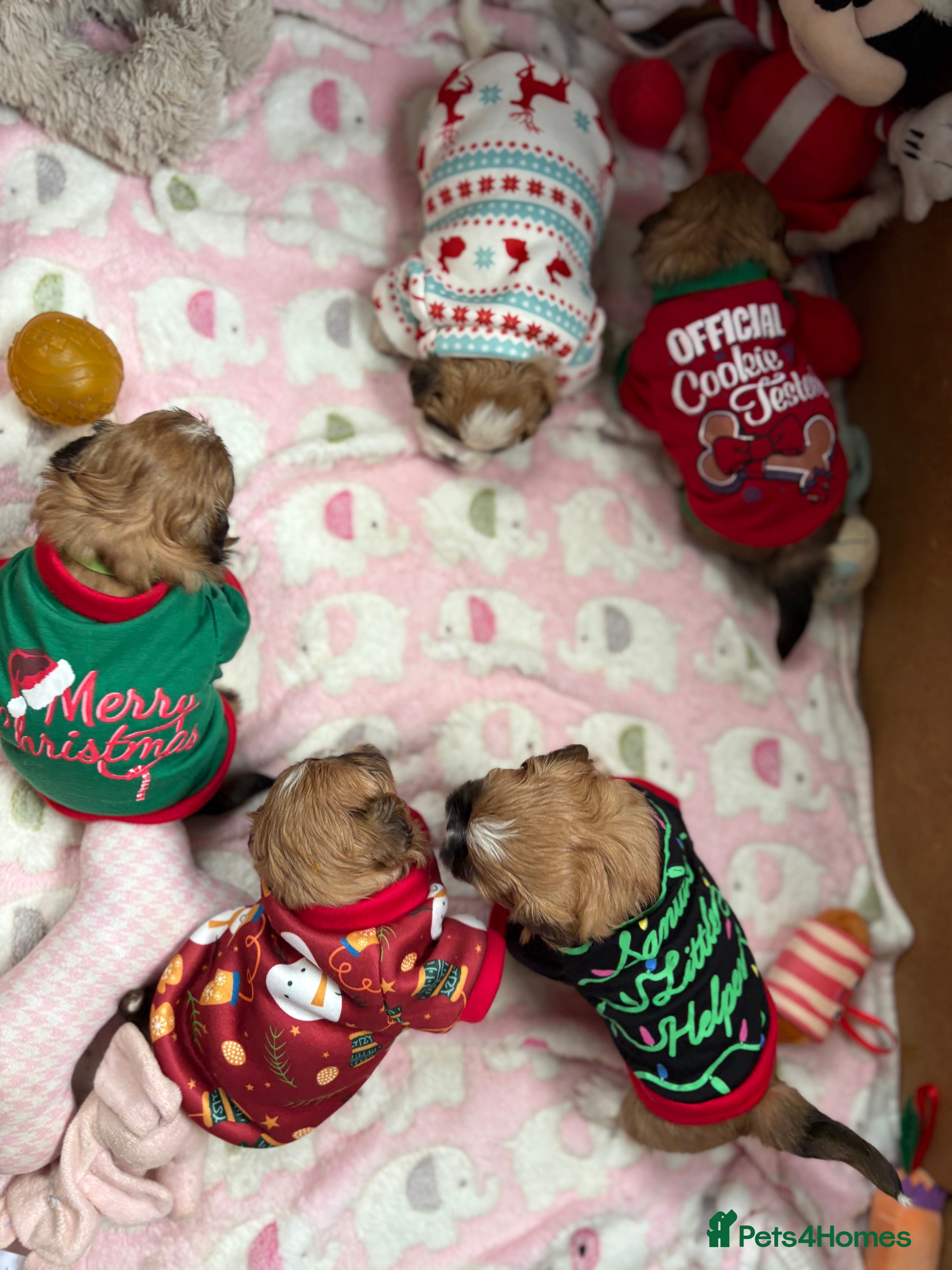 Shih Tzu dogs Adorable puppies  - Advert 15