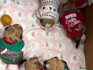 Shih Tzu dogs Adorable puppies - Advert 2