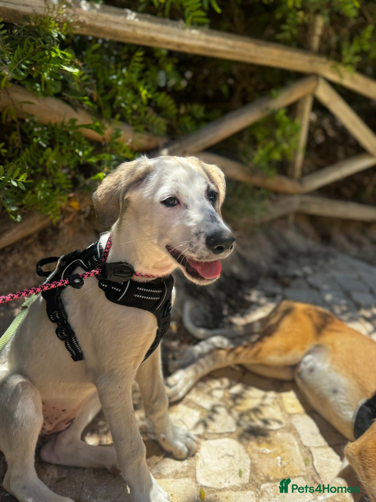 Mixed Breed dogs Bubbly Bailey - Advert 2