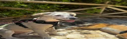 Mixed Breed dogs for adoption: Bubbly Bailey - Advert 2
