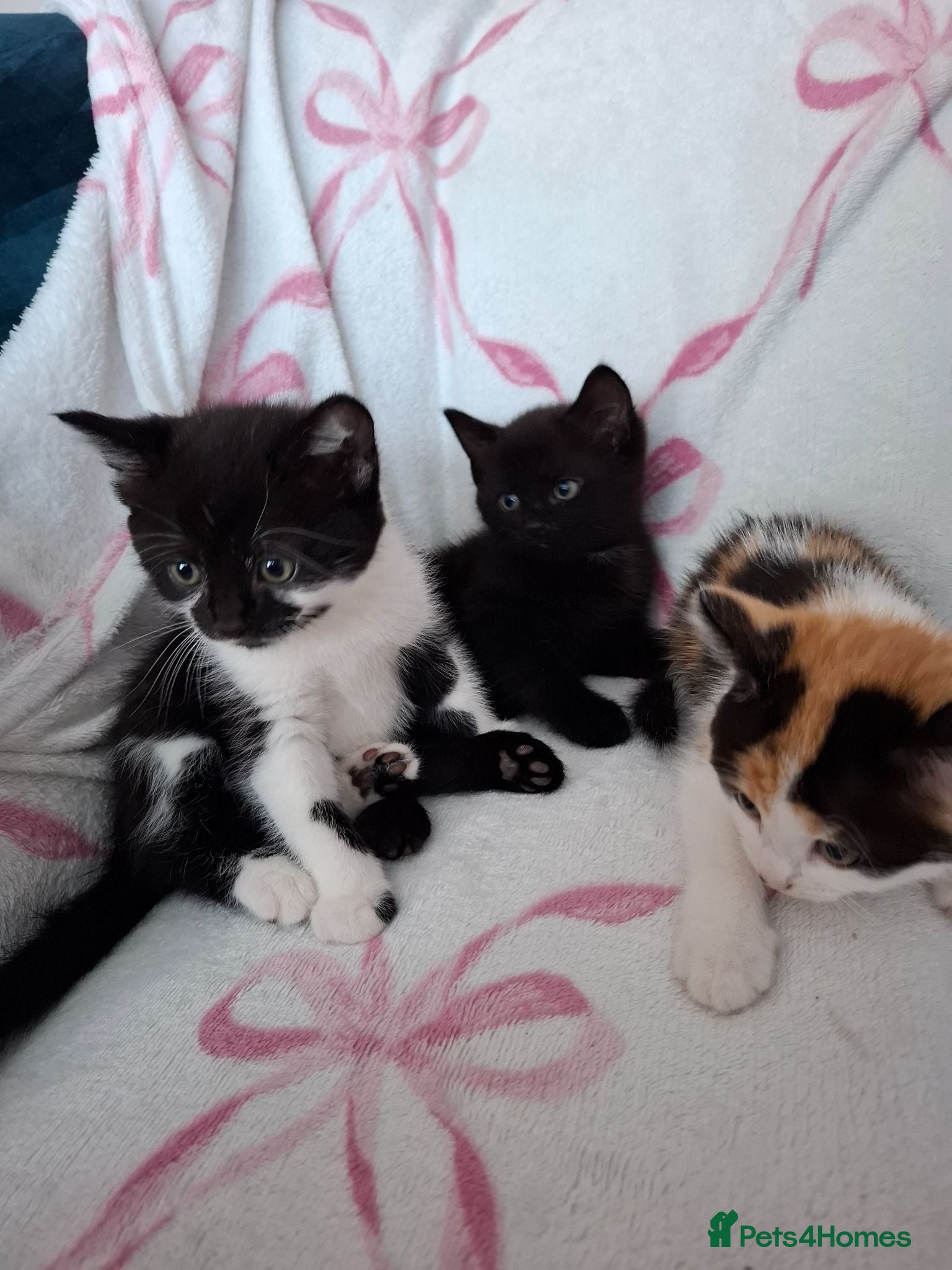 Mixed Breed cats Beautiful Tabby Kittens  - Advert 7
