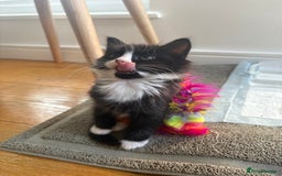 Mixed Breed cats for sale: 2 girl kittens - Image 2