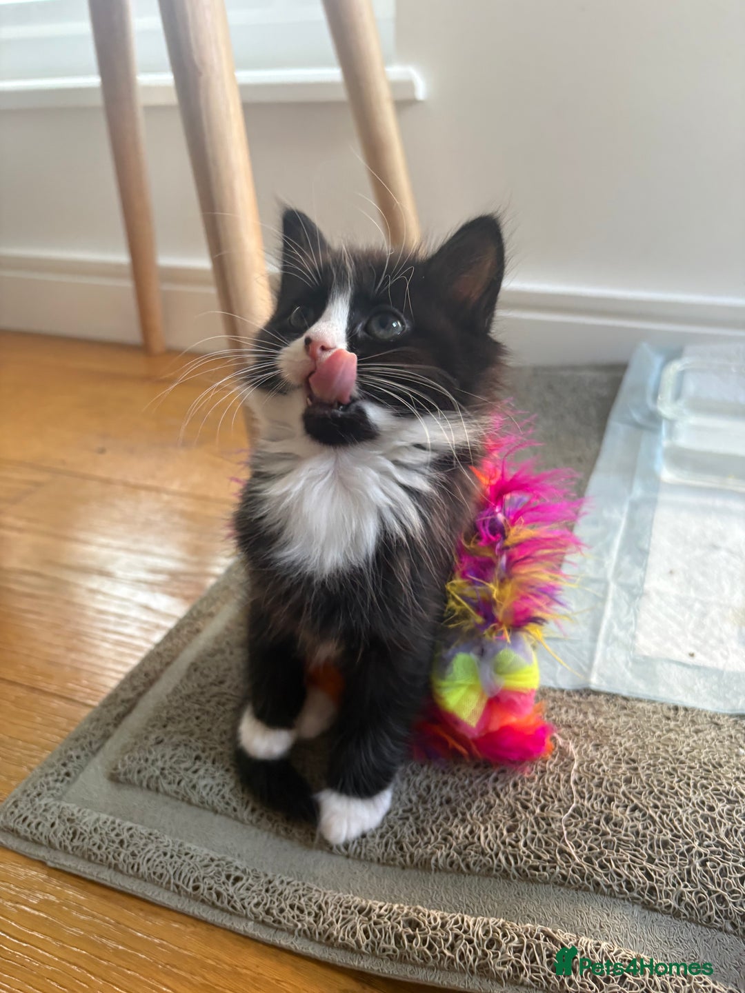Mixed Breed cats for sale: 2 girl kittens - Image 2