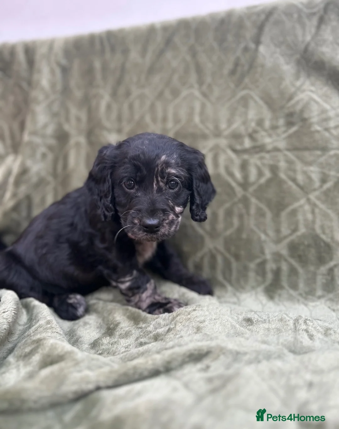 Cockapoo dogs for sale: Health tested stunning and unique F1 Cockapoos - Advert 2