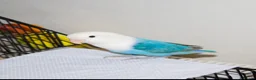 Lovebirds birds for sale: Beautiful Bonded Pair 💙💛 Lovebirds - Advert 12