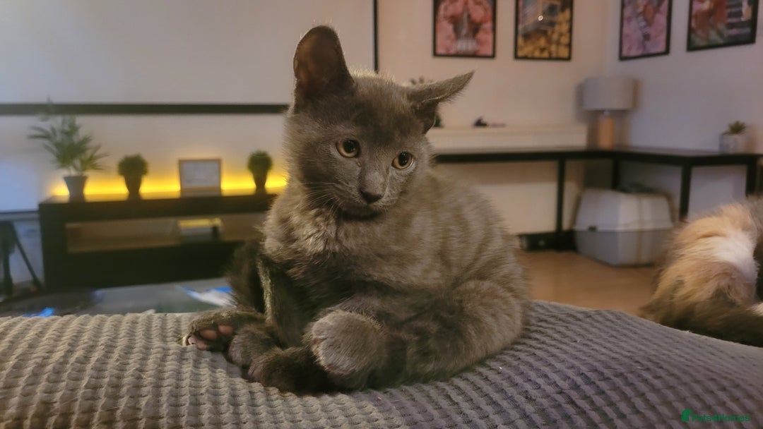 Mixed Breed cats for sale: Three gorgeous kittens available! - Advert 24