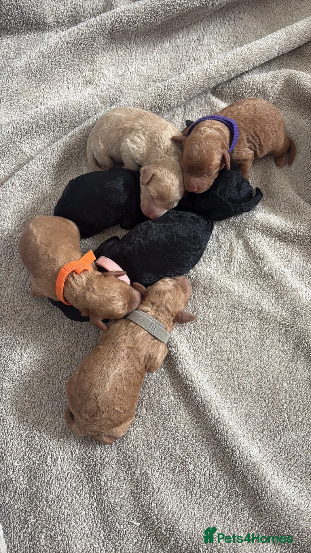 Labradoodle dogs for sale: Miniature labradoodle puppies  - Advert 11