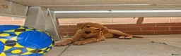 Labrador Retriever dogs for sale: Labrador retriever  in Paignton - Advert 4