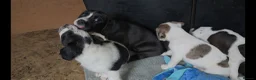 Mixed Breed dogs for sale: ADORABLE Boxer x puppies - Advert 9