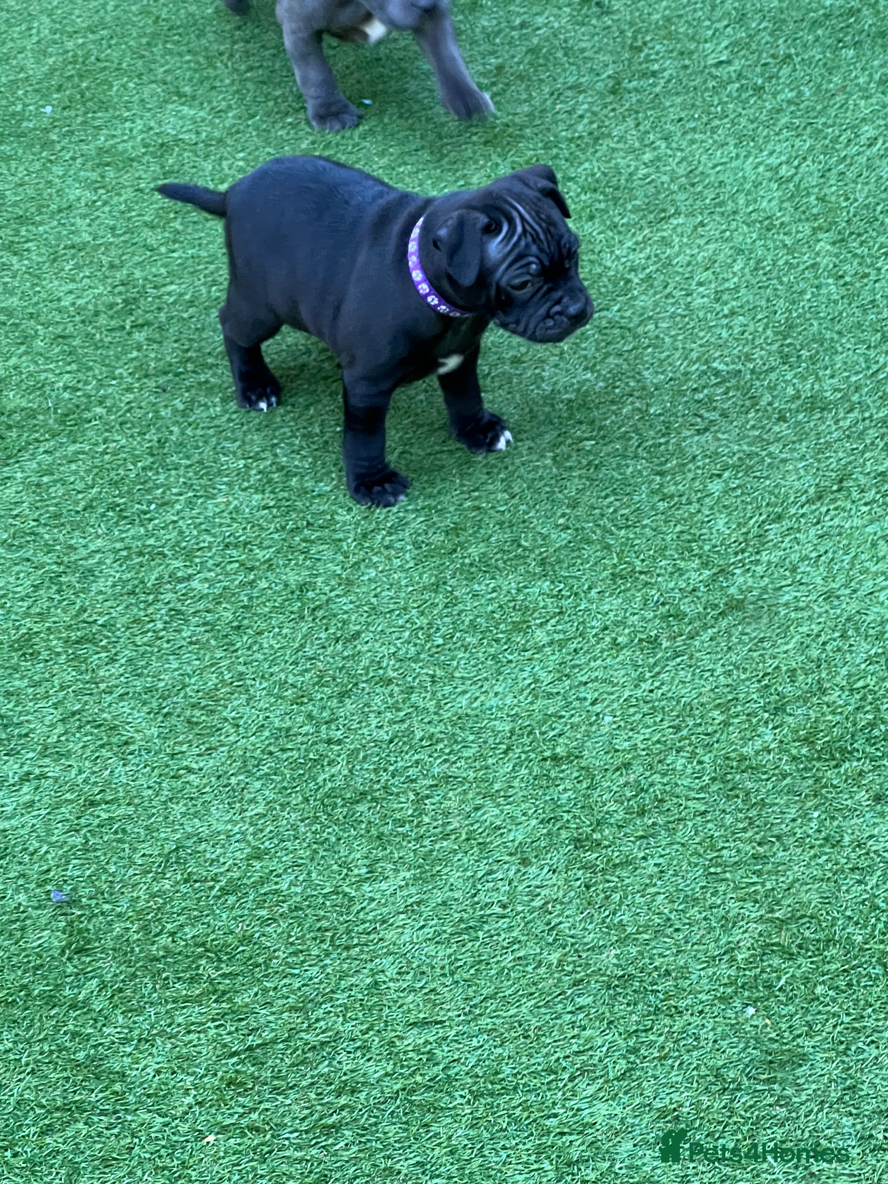 Staffordshire Bull Terrier dogs KC Staffords | Blue & Black | Champion Bloodlines - Advert 2