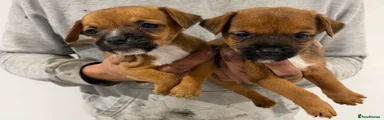 Mixed Breed 1
