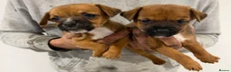 Mixed Breed dogs for sale: Border terrier x jack russel  - Advert 21