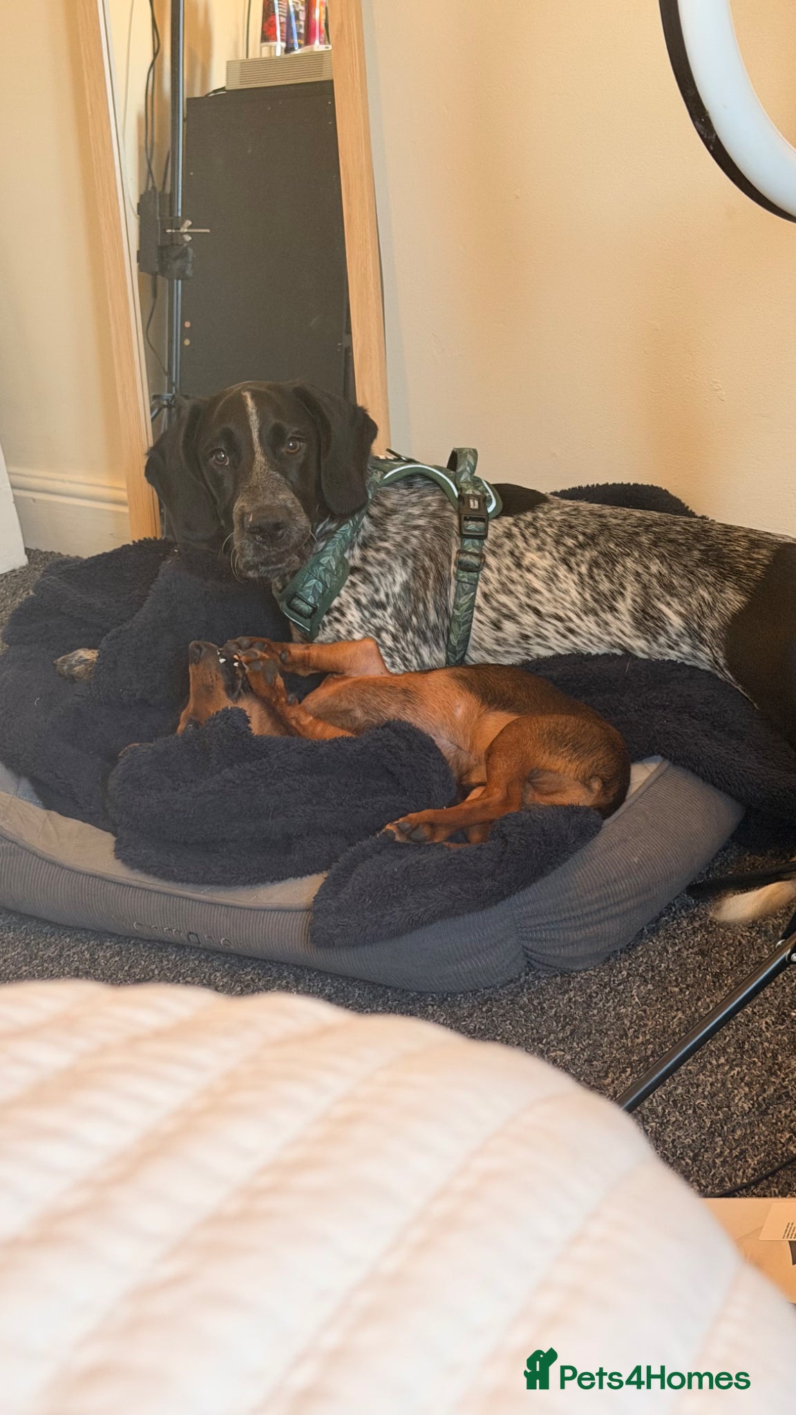Mixed Breed dogs Pointer/springer  - Advert 1