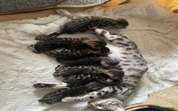 Bengal cats for sale: 12 Bengal Cubs Ready for Their Forever Home - Image 25
