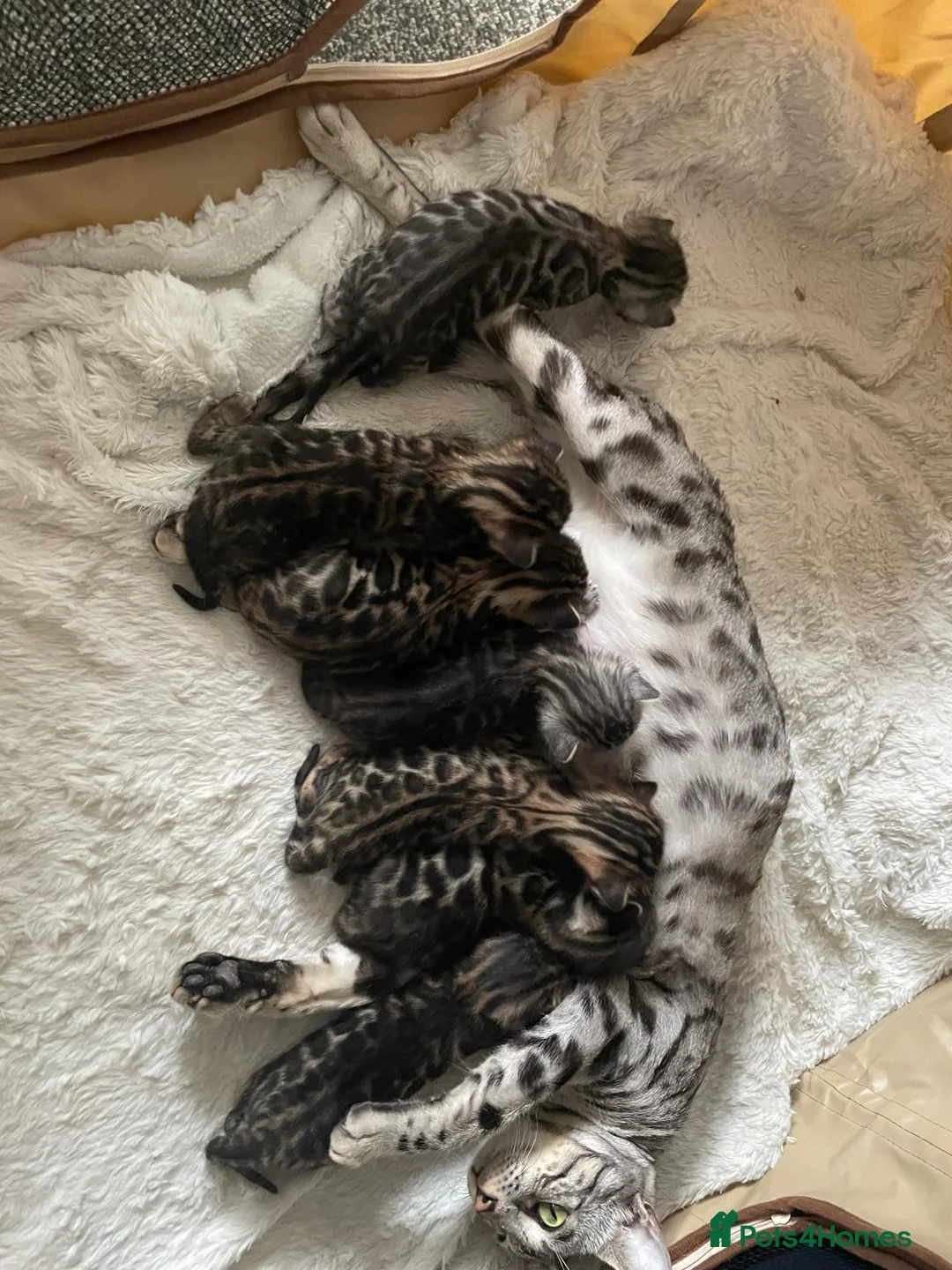 Bengal cats for sale: - Brown & Silver Bengals—Experienced Homes Only - Advert 12