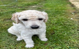 Standard Poodle dogs for sale: Standard poodle  - Image 25