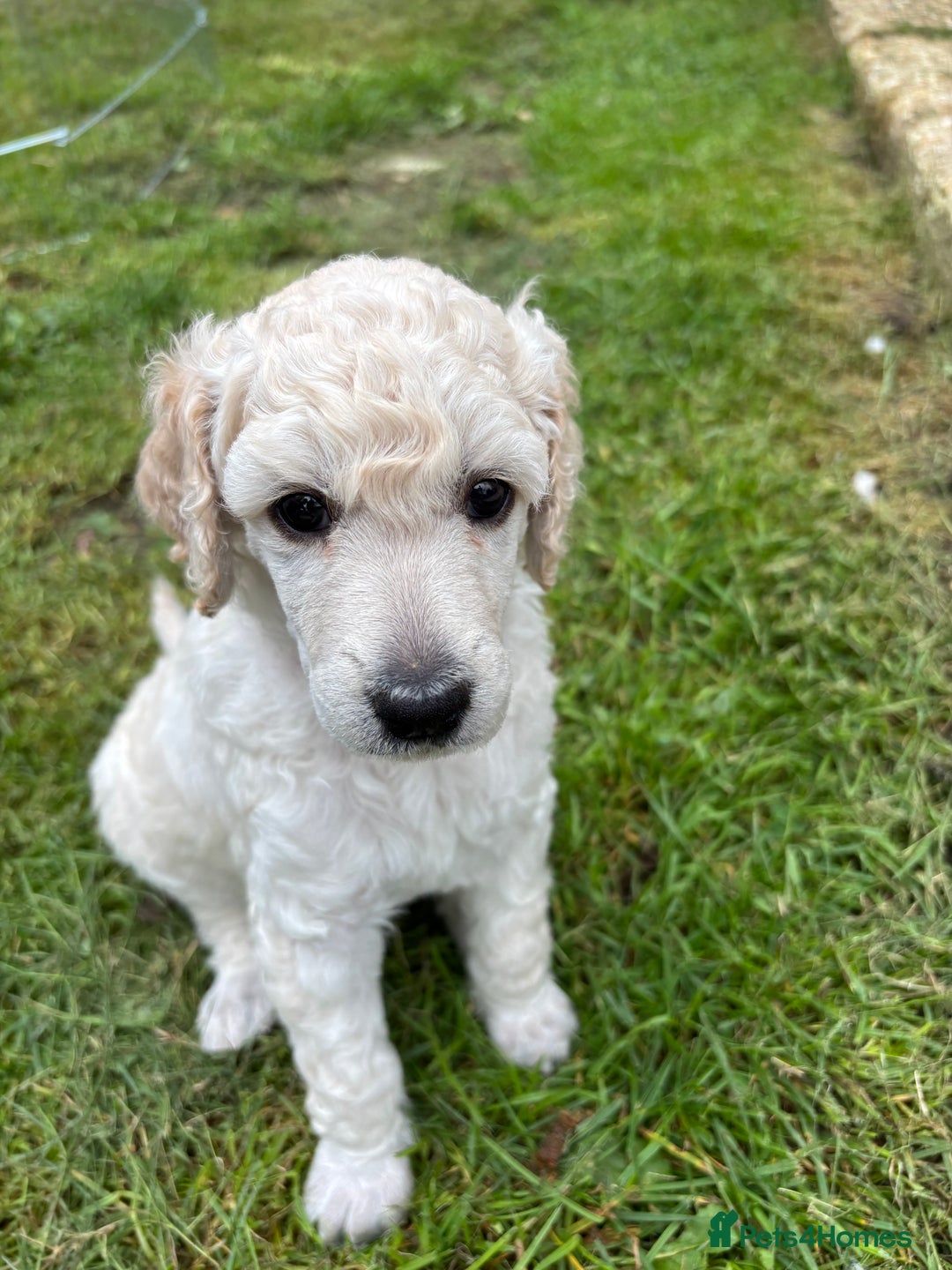Standard Poodle dogs for sale: Standard poodle  - Image 25