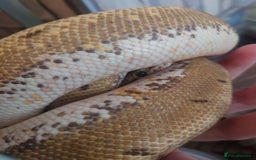Python Snake reptiles for sale: Royal python  - Image 3