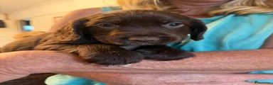 Cocker Spaniel 5