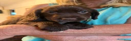 Cocker Spaniel dogs for sale: KC working cocker spanial - Advert 14