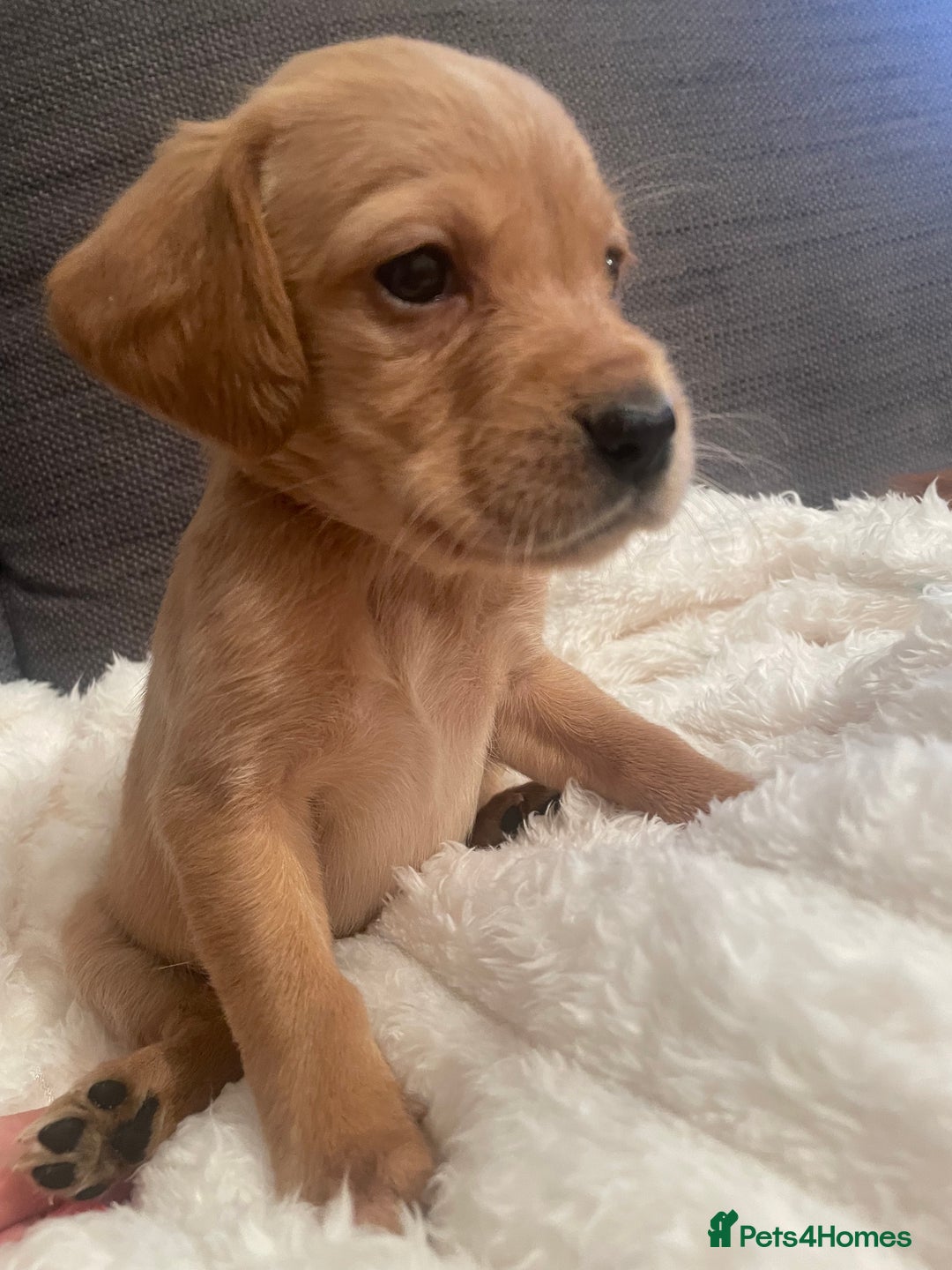 Cockerdor dogs for sale: Labrador X Cocker Pups  - Image 1