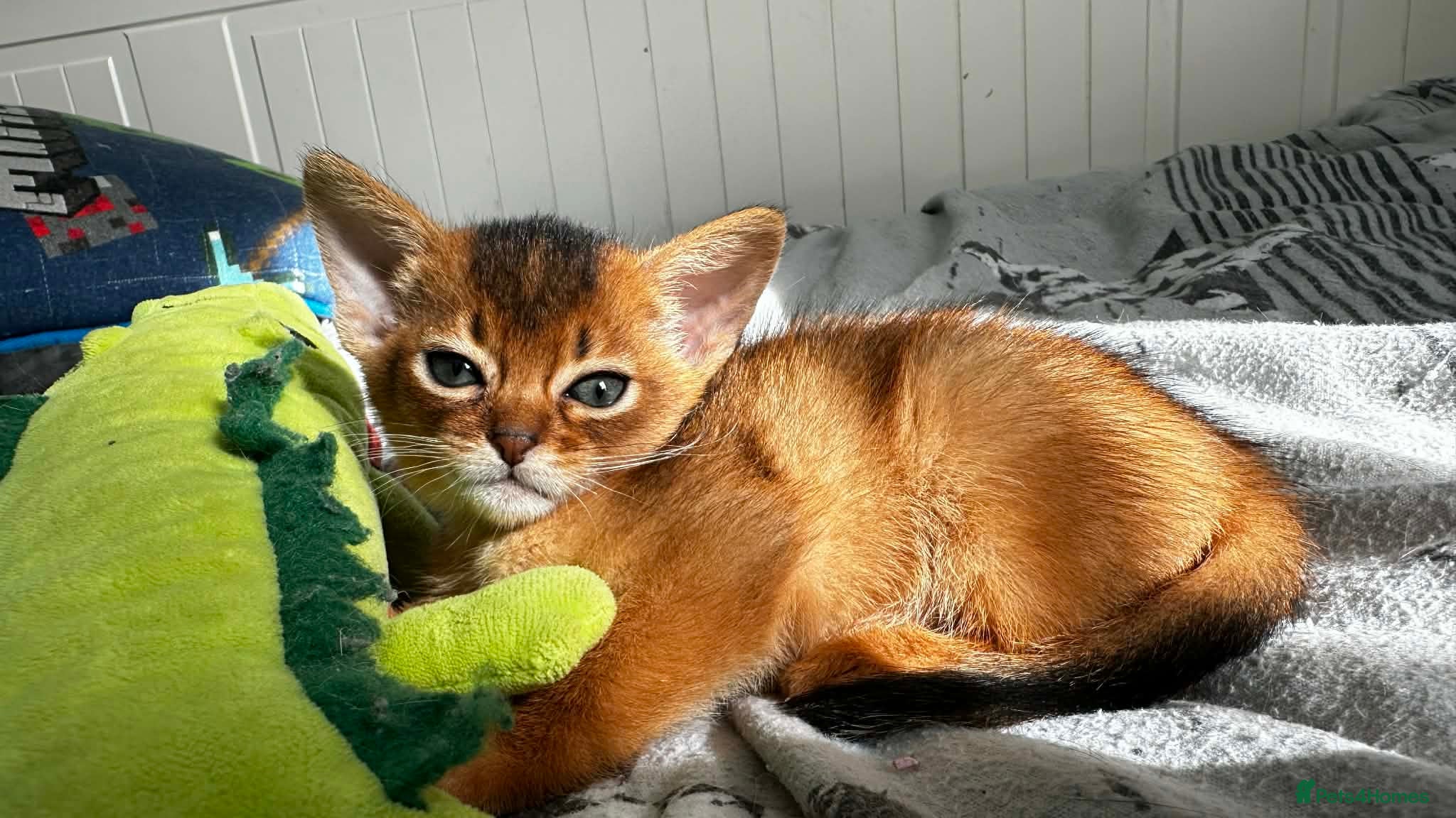 Abyssinian cats Abyssinian kittens  - Advert 9