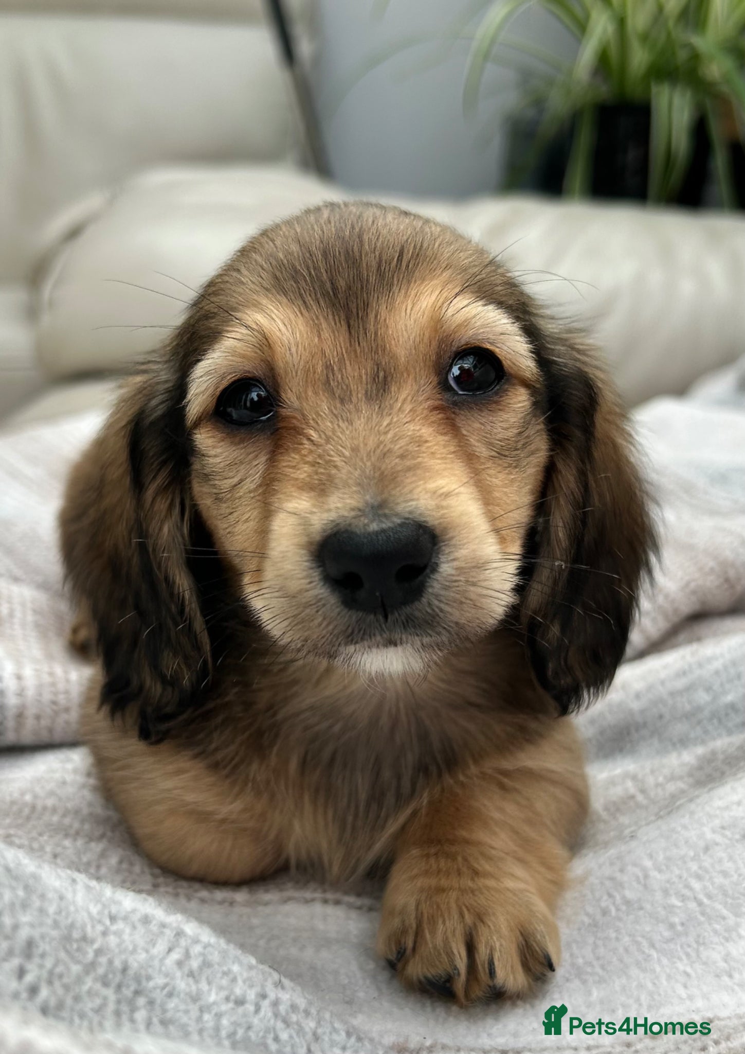 Dachshund dogs Kc Stunning Miniature Dachshunds  - Advert 2