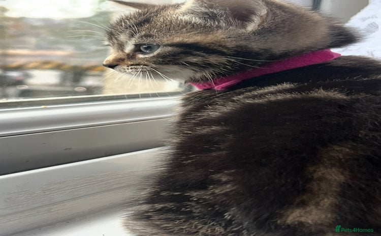 Mixed Breed cats 4 beautiful kittens  - Advert 1