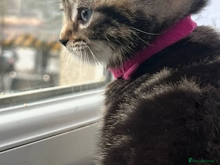 Mixed Breed cats 4 beautiful kittens - Advert 5