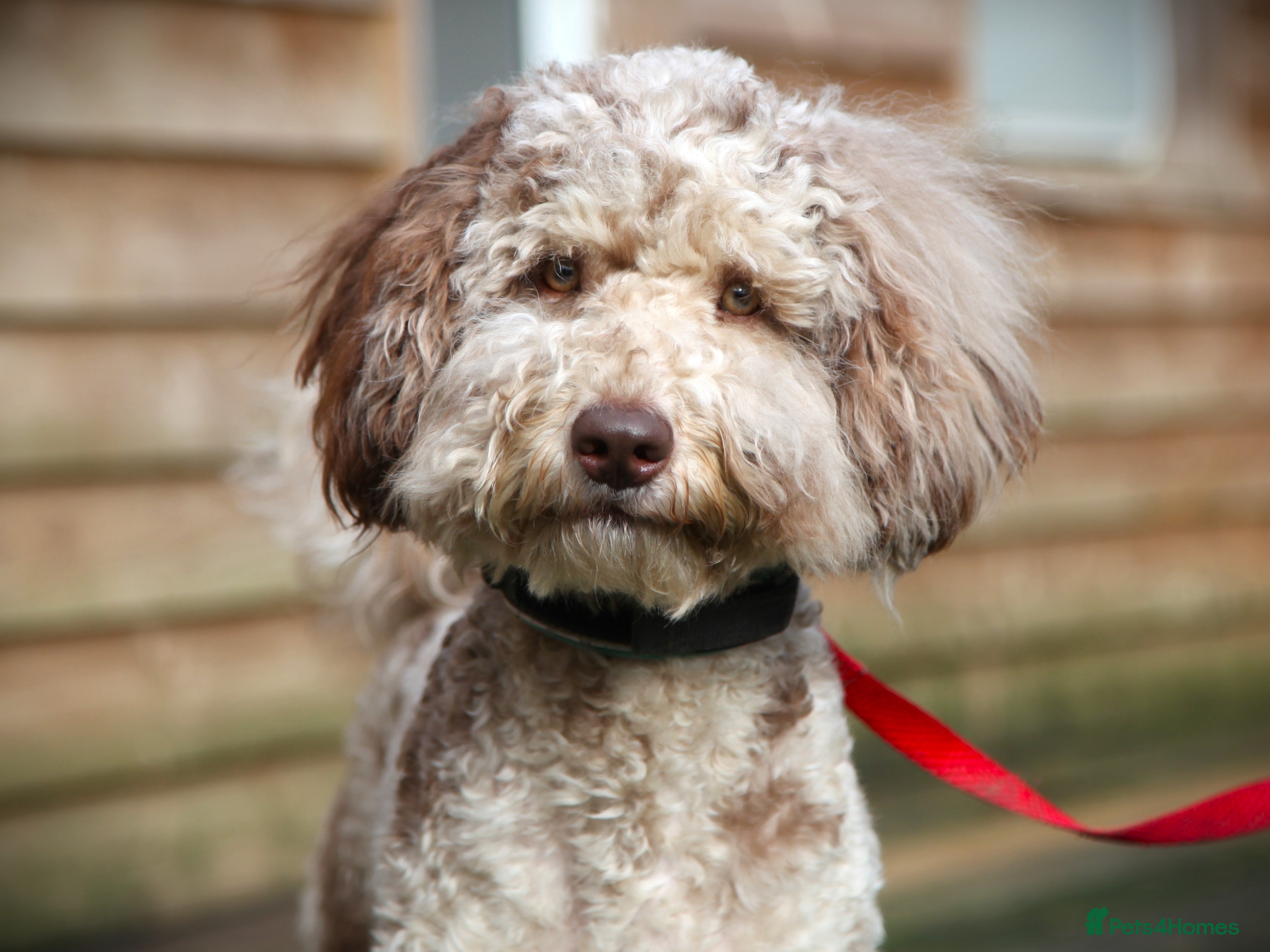 Poodle dogs Freddie - Professional Stud Service in Eastleigh - Advert 16