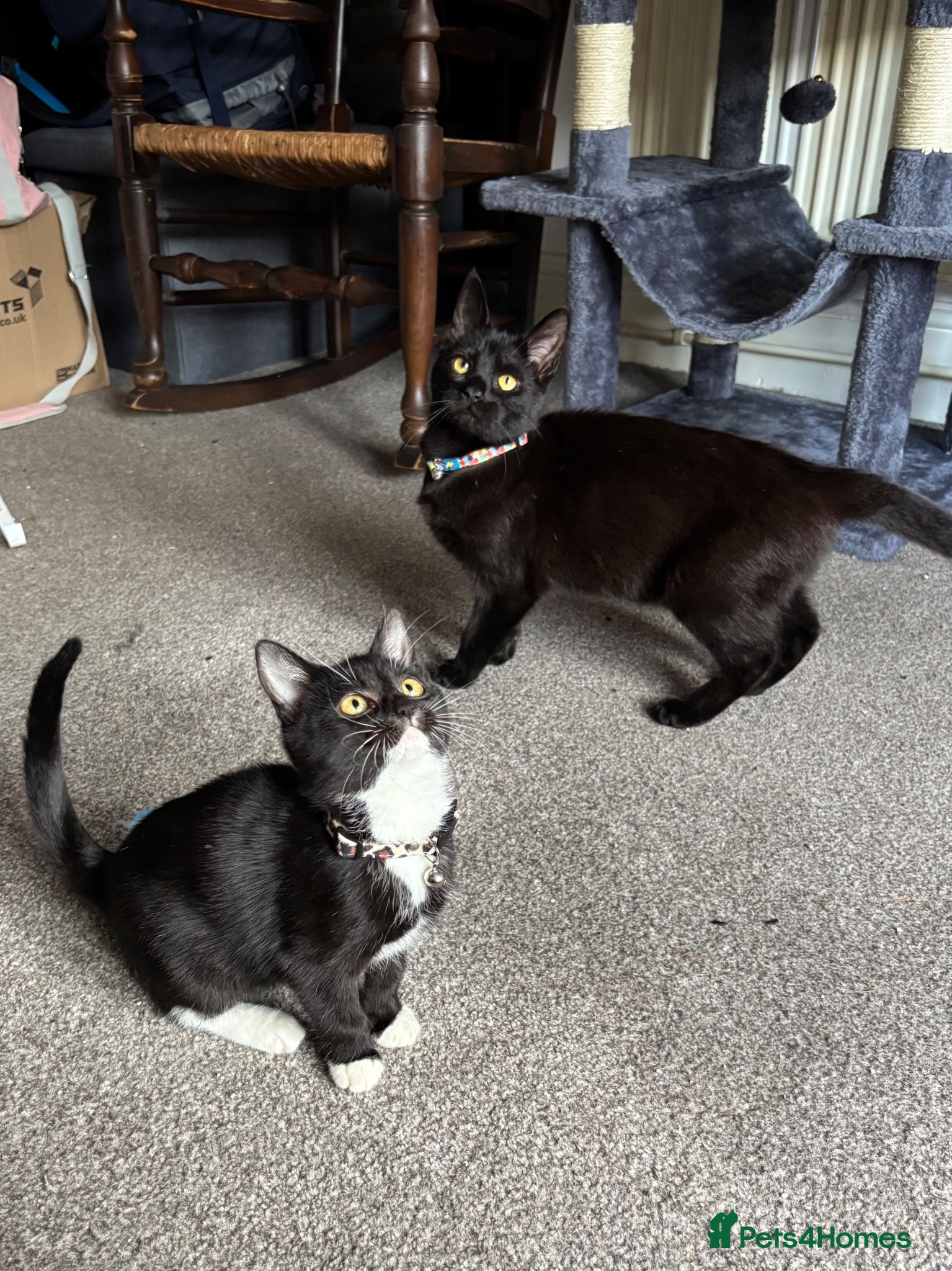 Mixed Breed cats Brother and Sister kittens  - Advert 1
