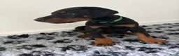 Dobermann dogs for sale: 9 Doberman Puppies- Ready to leave 6th June - Advert 24