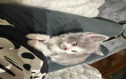 British Shorthair cats for sale: Gorgeous 2 female grey kittens for sale - Image 4
