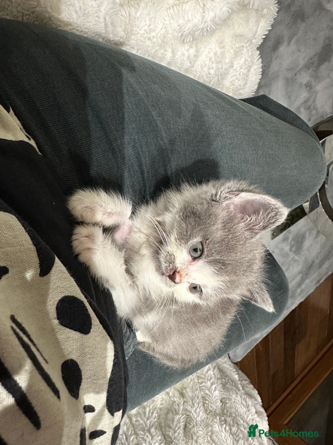 British Shorthair cats for sale: Gorgeous 2 female grey kittens for sale - Image 4