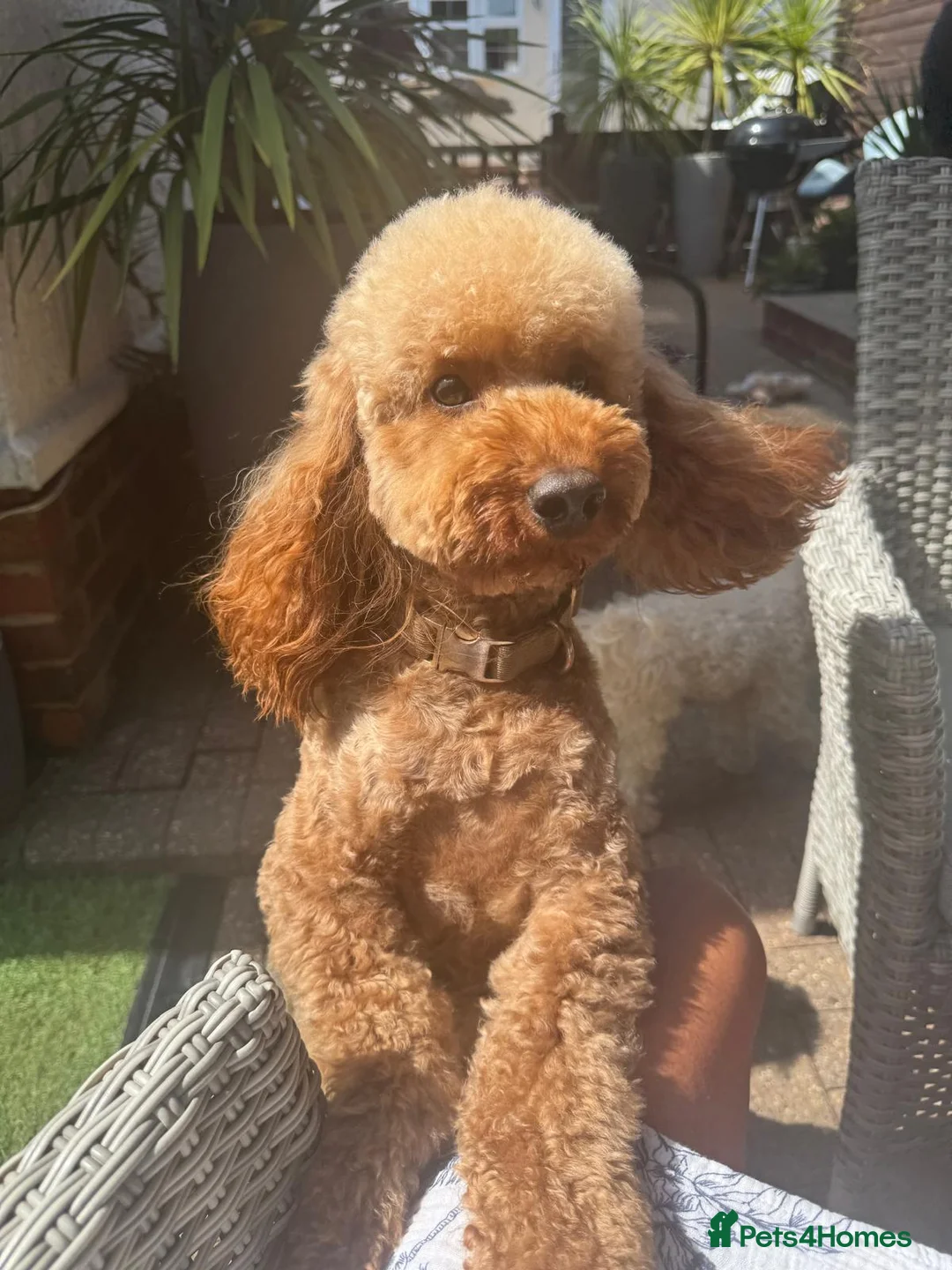 Miniature Poodle dogs for stud: TEDDY – PROVEN RED MINIATURE POODLE STUD - Advert 1