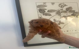 Toy Poodle dogs for sale: Deep red toy poodle puppies available 🧸  - Image 11